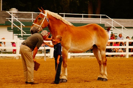 big jake horse